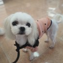 금호동물병원 | 강아지 치과치료 병원을 찾으신다면 추천하는 금호동물병원 검진 비용 상담 후기 (스케일링비용비교)