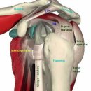 회전근개 증후군 (rotator cuff syndrome)1 이미지