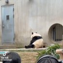 퇴직한 사육사 목소리 알아듣는 쿵푸 이미지