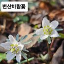 바람꽃