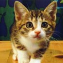 또또리아