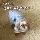 강아지야 | 테무 추천템 강아지 겨울신발 내돈내산 솔직 후기