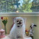 포드그루와 이미지