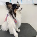 몽스빌리지 | 용산애견미용) 파피용 목욕 및 케어