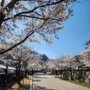 의암수력발전소 주차장 입구 | 춘천 수력원자력, 한수원 한강수력본부 벚꽃길 일반인 개방