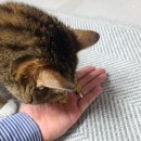 펫푸드팩토리 | 고양이 곤충 간식 &#34;고소애&amp;황태 저키&#34; 급여 후기 (기호성 대만족