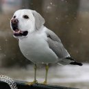 1516
