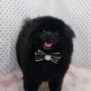 펫피파니 이미지