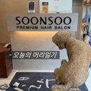 쌤과함께 | [공지] < 서울 > 금천구미용실 염색 맛집 연우 쌤과 함께한 후기 순수 금천독산점 / 순수