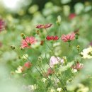 양촌초등학교 이미지