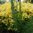 사철나무집 이미지