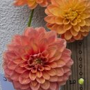 송준호농장 이미지