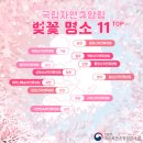 일운면 지세포리 776-7~지세포리 929-94일원 | 3월 봄꽃축제. 매화 산수유 수선화 벚꽃 튤립 유채꽃 동백꽃