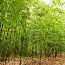 명산임업