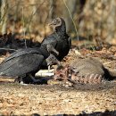 아메리칸 블랙이글 (American Black Eagle) 이미지