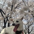 꽃길걷개 이미지