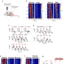 tongue-gut–brain axis 설탕과 감미료 뇌자극 기전... 최신논문 탐구!! 이미지