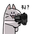 천안고양이 분양 퍼스트캣 본점 이미지