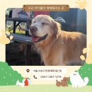 디오네 도그케어 네이버블로그