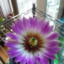 선인장 - 담양군 담장로 548 | 선인장
