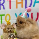 개꿀잼 애견카페 이미지