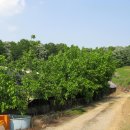 민통선농가집 이미지