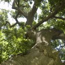 석성동헌 탱자나무 이미지