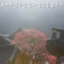 어룡 이미지