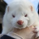 레디메드 이미지