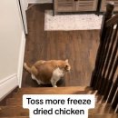 뚱보 고양이 이미지