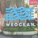 오션 | 세부 막탄 가족여행 정어리떼 스노클링 위오션 후기