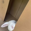 대한토끼 이미지