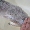 강아지 곰팡이성 피부염 3년째 써본 프루너스 강아지약용샴푸 솔직 후기