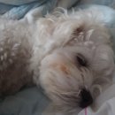 맘스터치 인덕원점 이미지