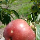 매일농원 | 30일간 매일 먹은 후기, 달빛농원 사과가 몸에 남긴 변화