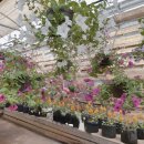 영신숲길3 | 제주의 여름과 겨울 인생샷 가능한 포토 스팟 3곳 보롬왓 사려니숲길 카멜리아 힐 추천 후기