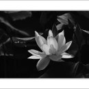 송해면-4 이미지