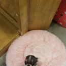 퍼피샬롱 이미지