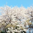 천주산 진달래(참꽃) 축제 이미지