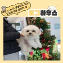 행복한애견미용실 | 대전애견미용 문화동 도그하우스 후기｜CCTV로 전 과정 확인 가능한 미용실