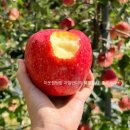 주신농장 | 함양 고랭지 홍로 사과 맛집 추석 선물세트 수확 시기 농장 택배 주문+ 후기까지!