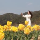 튤립 - 삼척시 수로부인길 453 | 튤립