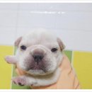 아나동물메디컬센터 네이버블로그