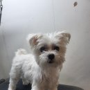 광릉내 애견 이미지