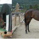 포코목장 이미지