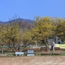 제25회 이천백사 산수유꽃축제-산수유꽃 군락지 이미지