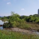 하천(갑천6) 이미지