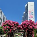 이곡한라아파트앞 | 🌹장미향 가득했던 하루🌹 대구 이곡 장미공원 축제 후기 (+버스킹·체험부스)