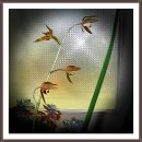 토담집상사 이미지