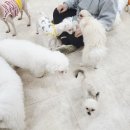 댕댕가르텐 강아지애견유치원호텔 | 부산애견호텔 아이가 편안하게 머무는 댕댕가르텐 연산점